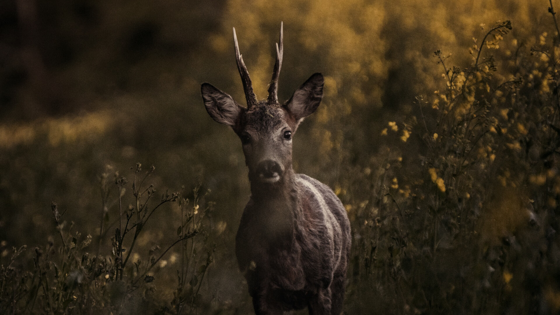 Rehkitzrettung aus der Luft per Wärmebildkamera – Draufsicht-Luftbilder